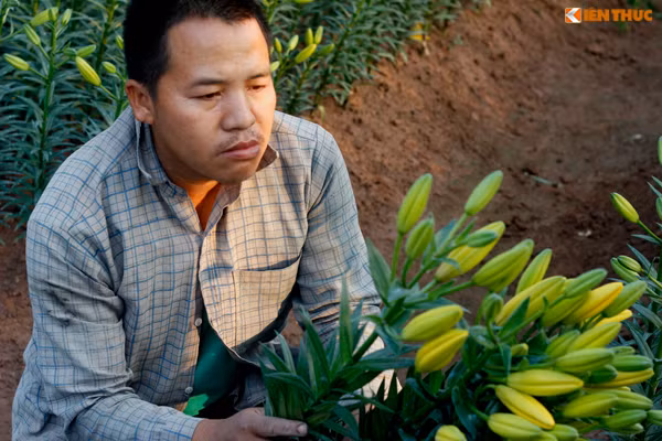 Tương tự, vườn hoa ly của gia đình anh Nguyễn Đăng Thủy (tổ dân phố Hạ, Tây Tựu) cũng đang đua nhau bung nở sớm hơn Tết. "Trồng hoa để đến Tết ta mà Tết ta chưa kịp thu thì Tết Tây đã thu rồi", anh Thủy buồn bã chia sẻ.