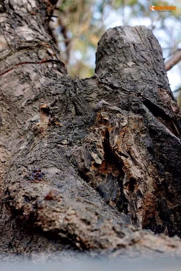 Lớp vỏ xù xì xuất hiện nhiều chỗ trên thân cây đào khủng.