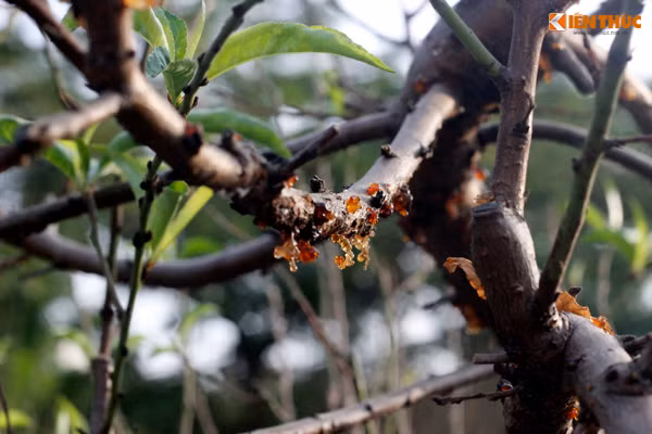Nhựa ở một số cành non của đào khủng vẫn dính nguyên cũng là một đặc điểm thú vị.