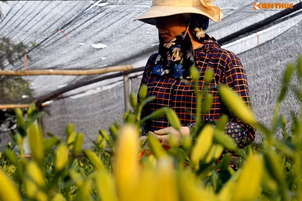 Trao đổi với PV Kiến Thức, chị Vương Thị Huyền (một chủ vườn) - cho biết: "Gia đình tôi đầu tư đến 60 triệu mua giống hoa ly, nhưng mua phải ngay giống kém chất lượng nên cây hoa không phát triển được. Hơn nữa, phía trên các nụ hoa chưa kịp nở còn tự bị chẻ nhỏ... Nếu bán hết cả vườn không biết có thu về nổi 10 triệu đồng không?".