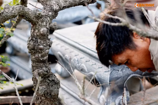 Theo ông Lê Hàm, đào Thất Thốn là giống đào quý, được gọi như vậy bởi cứ 7 thốn của đào là cành mọc và cho ra 7 bông hoa. Hoa đào Thất Thốn nở sẽ có màu đỏ thắm nổi bật, nhụy vàng và mỗi bông có khoảng 49 cánh, nếu là đào ra hoa kép 7 tầng (mỗi tầng 7 cánh) thì phải tận 7 năm một lần.