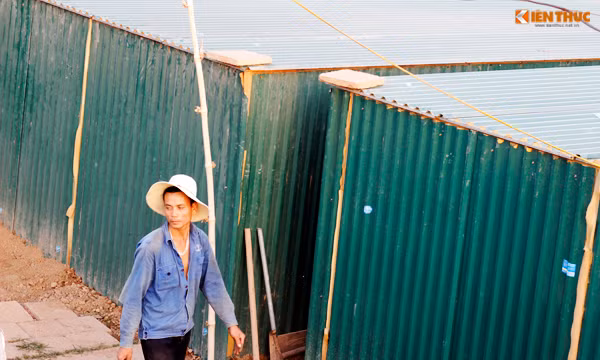 Được biết, giá cho thuê đào Thất Thốn chơi Tết thường trung bình khoảng 8-10 triệu đồng/cây, có cây đẹp được cho thuê với giá lên tới gần trăm triệu đồng/cây.