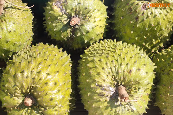 Mãng cầu (Long Mỹ, Hậu Giang).