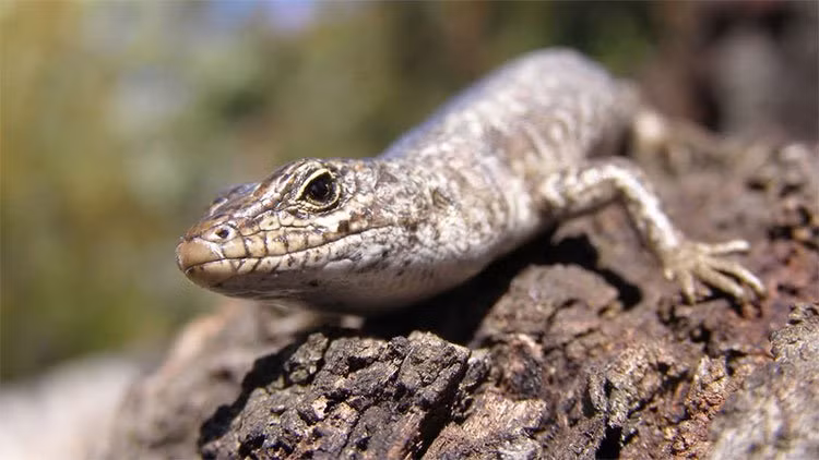 Bi mat dau thuong dang sau than lan dut duoi roi moc lai