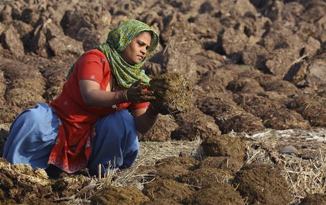 Ngoài ra, bánh phân bò được đưa lên mạng xã hội để rao bán ở Ấn Độ. Khách hàng chủ yếu là người thành phố, vì khó để tìm mua loại bánh này ở các đô thị lớn.