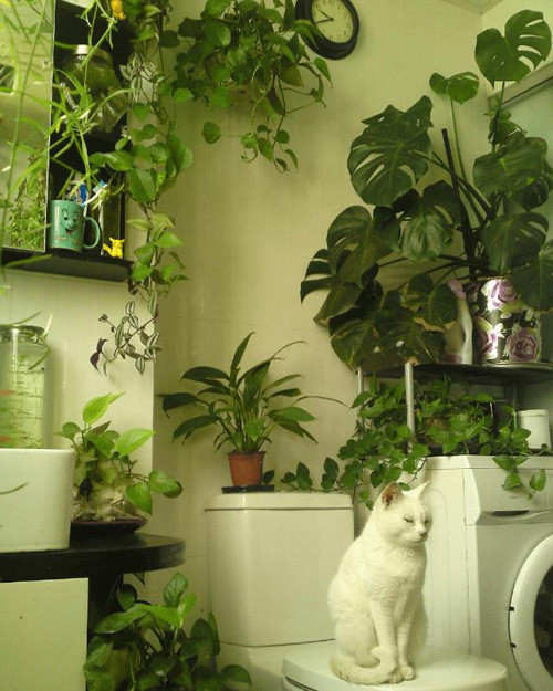 Thực tế, cây xanh dễ sinh trưởng trong môi trường độ ẩm cao, ánh sáng vừa phải như phòng tắm. Điều đáng bàn, cây xanh có thể thu hút các loại côn trùng. Bản thân phòng tắm vốn ẩm ướt và nhiều vi khuẩn, đặt cây xanh vào đây khiến việc vệ sinh khó khăn hơn. Nó cũng tạo điều kiện cho vi khuẩn có chỗ khu trú, phát triển.