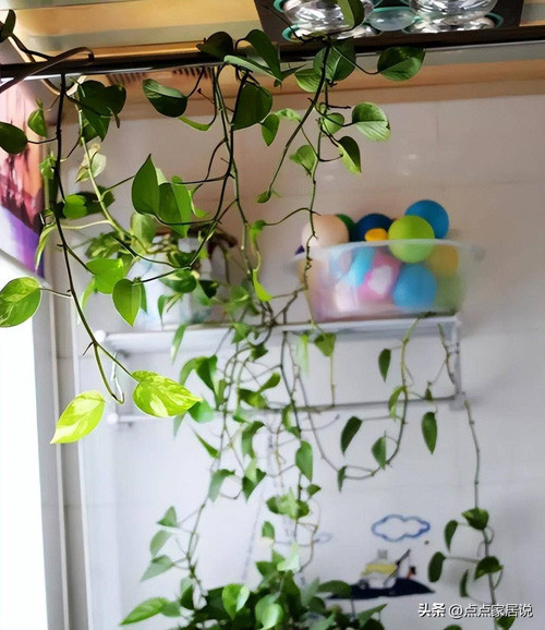 2. Cây xanh. Nhiều gia đình thích đặt cây xanh trong phòng tắm vì nghĩ cây xanh có thể khử mùi, giúp không khí trong lành hơn song điều này không đúng.