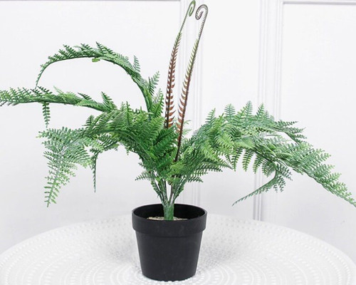 Các loại cây có khả năng hút ẩm như dương xỉ cũng mang lại hiệu quả khả quan. Đặt trong nhà, chúng vừa giúp hút ẩm vừa loại bỏ khí cacbonic, bổ sung oxy rất có lợi cho các thành viên trong nhà.