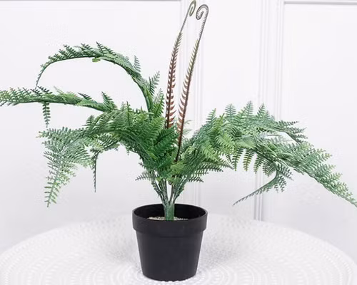 Các loại cây có khả năng hút ẩm như dương xỉ cũng mang lại hiệu quả khả quan. Đặt trong nhà, chúng vừa giúp hút ẩm vừa loại bỏ khí cacbonic, bổ sung oxy rất có lợi cho các thành viên trong nhà.