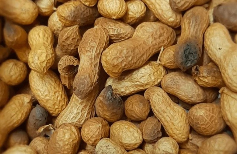 Nếu thực phẩm có dấu hiệu bị mốc một phần, bạn nên vứt đi thay vì loại bỏ phần mốc, giữ phần còn lại để dùng. Nguyên nhân bởi aflatoxin lây truyền dưới dạng bào tử, khả năng hòa tan trong nước thấp nên cắt bỏ phần mốc khó có thể loại bỏ hoàn toàn bào tử nấm.