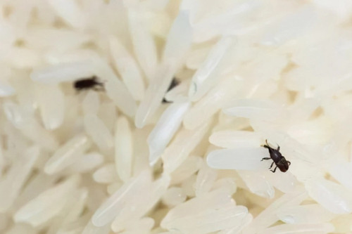  Gạo có mọt không nhất định do để lâu. Nguyên nhân chính là vì mọt đẻ trứng bám vào thóc từ giai đoạn thu hoạch. Gặp điều kiện thích hợp (nhiệt độ 20-40°C, độ ẩm 65-95), trứng nở thành con.