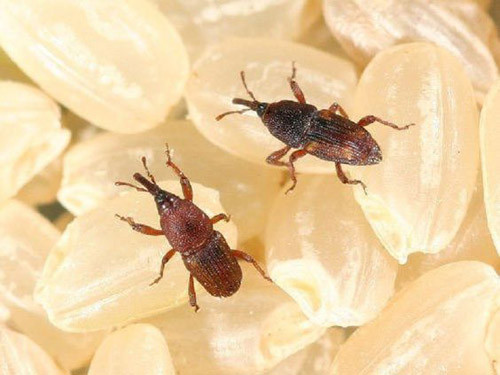 Một cách hữu dụng khác là tận dụng vỏ cam khô đuổi mọt. Khi thực hiện, bạn chỉ cần vùi phần vỏ vào gạo, mùi thơm của vỏ cam vừa xua đuổi côn trùng vừa khiến gạo có mùi dễ chịu.