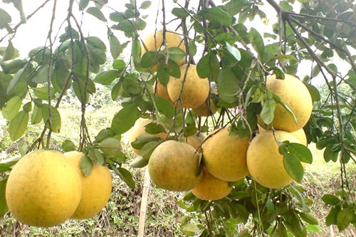 Bưởi Đoan Hùng có vị thơm, vị ngọt thanh khiến ai được thưởng thức một lần cũng sẽ nhớ mãi. Đặc biệt, khi những quả bưởi Đoan Hùng đã chín già, chỉ cần bảo quản dưới nền nhà có thể giữ tới nửa năm, vỏ bên ngoài héo nhưng múi bên trong vẫn căng mọng, ngọt mát.