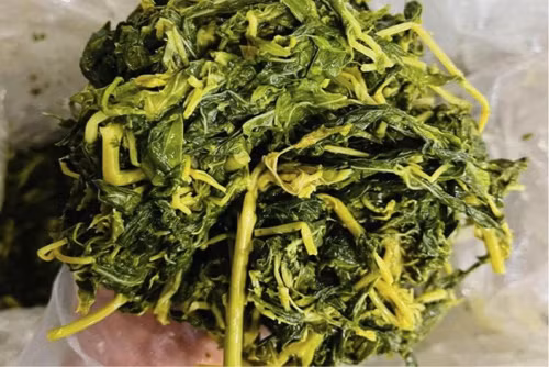 Rau sắn muối chua. Rau sắn thu hoạch nhiều từ tháng 4 đến tháng 9. Do vậy, đến Phú Thọ dịp Giỗ Tổ Hùng Vương, bạn có dịp thưởng thức món ngon dân giã này. Rau sắn muối chua có thể nấu với nhiều nguyên liệu như sườn heo, thịt gà, chân giò, cá chép, vịt,...