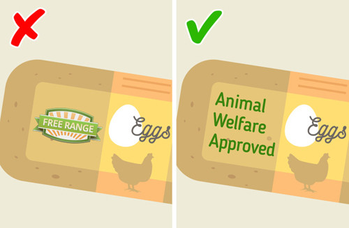 5. Sản phẩm gà “chạy bộ”. Người tiêu dùng có xu hướng ưu tiên sản phẩm từ gà “chạy bộ”, “không nuôi nhốt” vì nghĩ rằng nó “thân thiện” với sức khỏe, nhân đạo với con vật. Thật không may, những mác nhãn như vậy không phản ánh thực quá trình chăn nuôi con vật. Trang trại có thể “không nuôi nhốt” thời gian bao lâu là tùy ý. Đôi khi, những chú gà chỉ được tự do ngoài trời 5 phút mỗi ngày cũng được coi là “thả rông”.