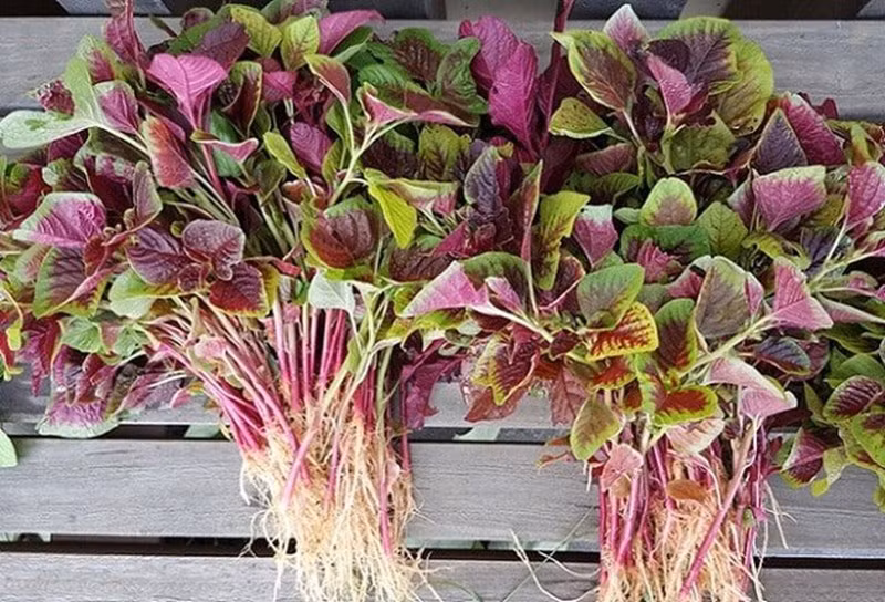 Ngoài ra, hạt dền còn chứa các vitamin và khoáng chất khác giúp cơ thể hấp thụ canxi một cách tốt nhất. Bạn có thể nghiền hạt rau dền thành bột, sau đó pha chế với mật ong, bạc hà, mật mía hay đường để làm thành nhiều món ngon độc đáo.