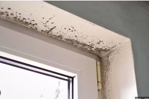 Cụ thể, thời tiết nồm ẩm là điều kiện thuận lợi để các vi sinh vật gây nấm mốc phát triển. Các loại nấm mốc có thể sinh ra độc tố gây đột biến gen với nhiều mức độ khác nhau như aflatoxin, achratoxin A, patulin, fumonisin, zearalenone và nivalenol.