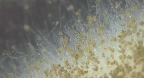 Đáng lưu ý, chất gây ung thư aflatoxin thường xuyên xuất hiện, khu trú trong một số loại thực phẩm. Vô tình ăn phải thực phẩm “nuôi” tế bào ung thư này, cơ thể dễ đối diện bệnh hiểm.