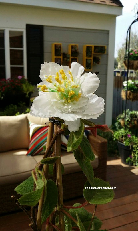 Nếu không muốn "biến hình" thành bonsai thì khi cây lớn, bạn cần làm giàn để cây bò lên. Ảnh: Fruitnet