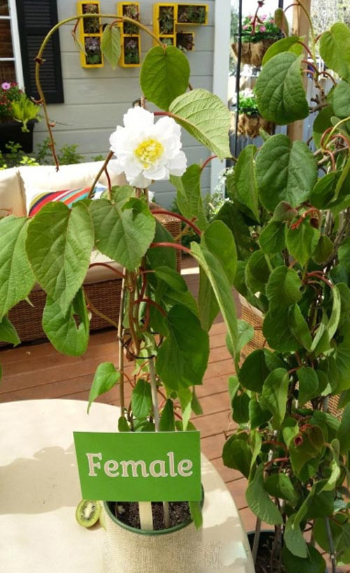 Sau khoảng ba tháng, cây kiwi sẽ phát triển khỏe mạnh. Ảnh: Fruitnet