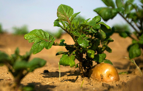 Khi cây non cao được 25 – 30 cm thì đem trồng trong các chậu cảnh.