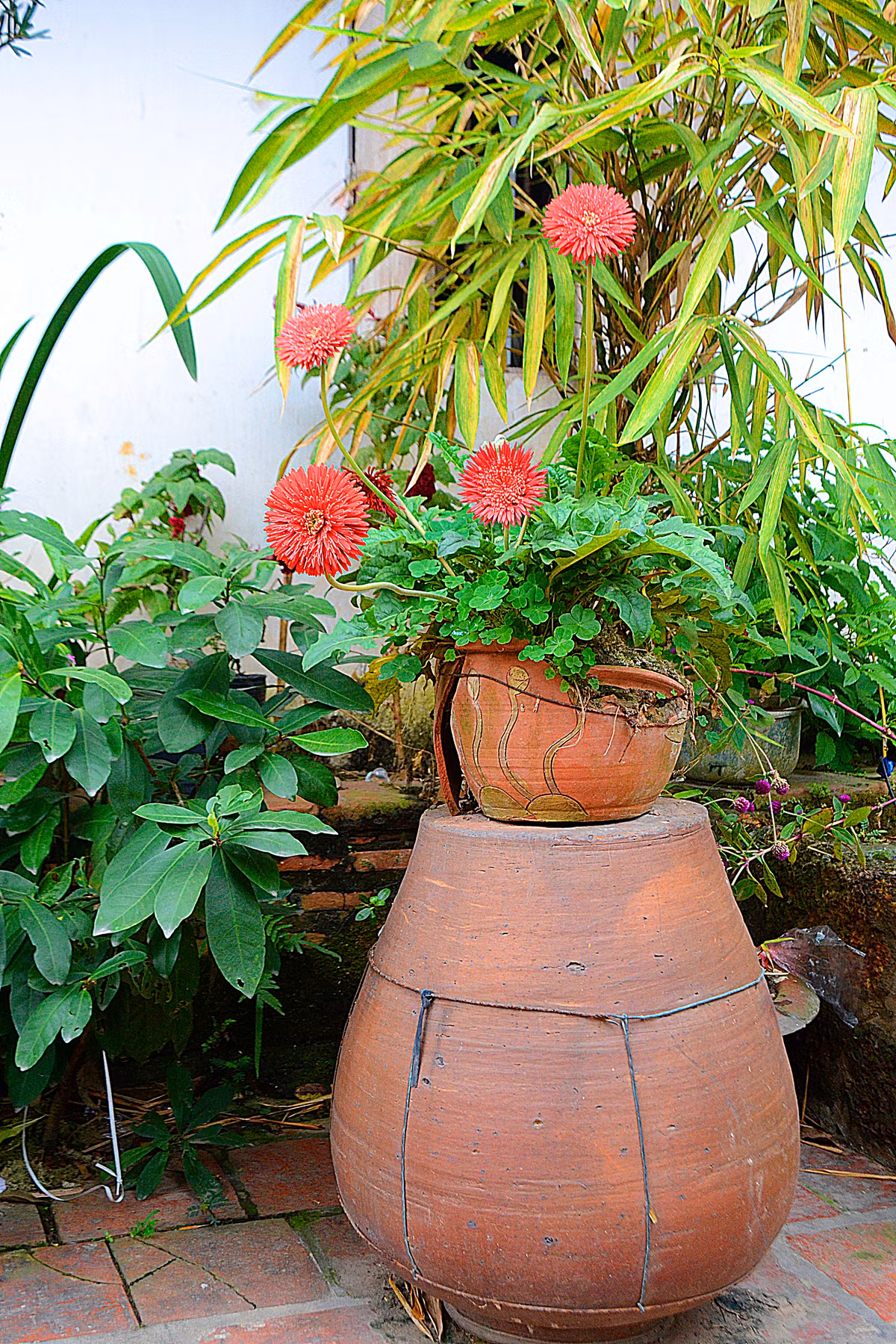 Những bông hoa đồng tiền kheo sắc trên chiếc chậu gốm đã cũ và vỡ, mang vẻ đẹp bình yên đến lạ.