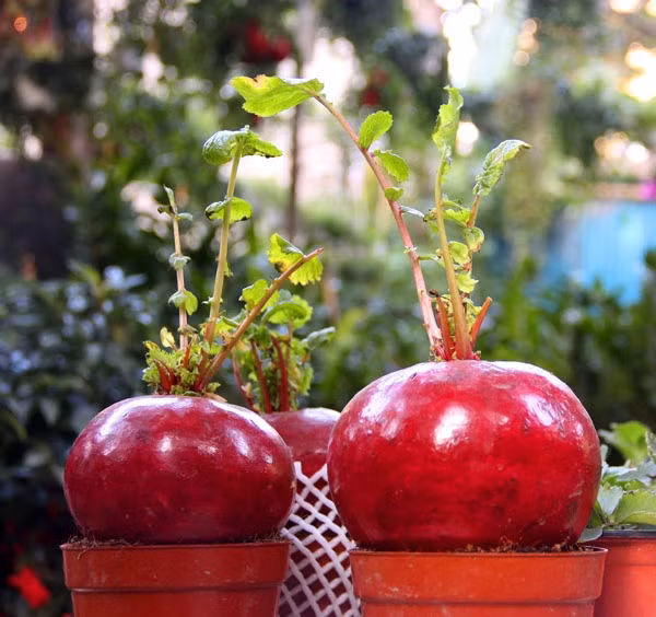 Củ cải đỏ có công dụng “2 trong 1”. Ảnh: Internet.