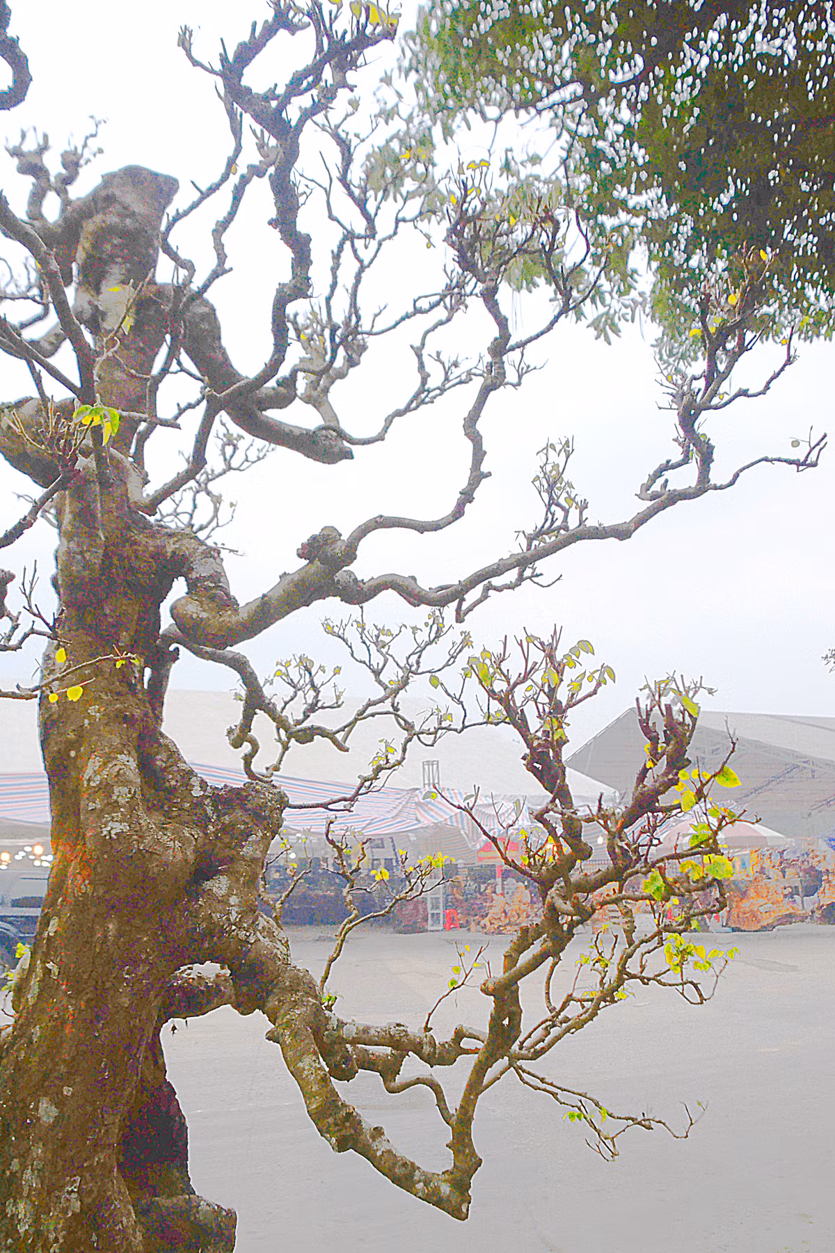 Cây khế cổ có thế thẳng đứng, phong cách đĩnh đạc, cành nhánh ngay thẳng.