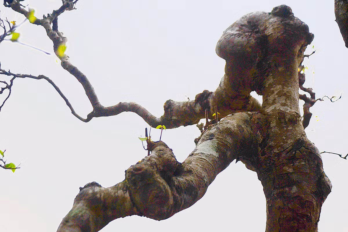 Tán gọn gàng, đường nét dứt khoát.