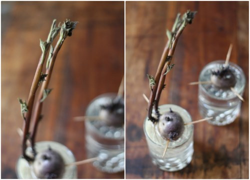 Sau đó, để cốc nước trên bậu cửa sổ hoặc vị trí nào đón được nhiều ánh sáng để hỗ trợ quá trình nảy mầm và mọc rễ. Ảnh: caykieng.farmvina.com.