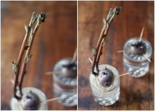 Sau đó, để cốc nước trên bậu cửa sổ hoặc vị trí nào đón được nhiều ánh sáng để hỗ trợ quá trình nảy mầm và mọc rễ. Ảnh: caykieng.farmvina.com.