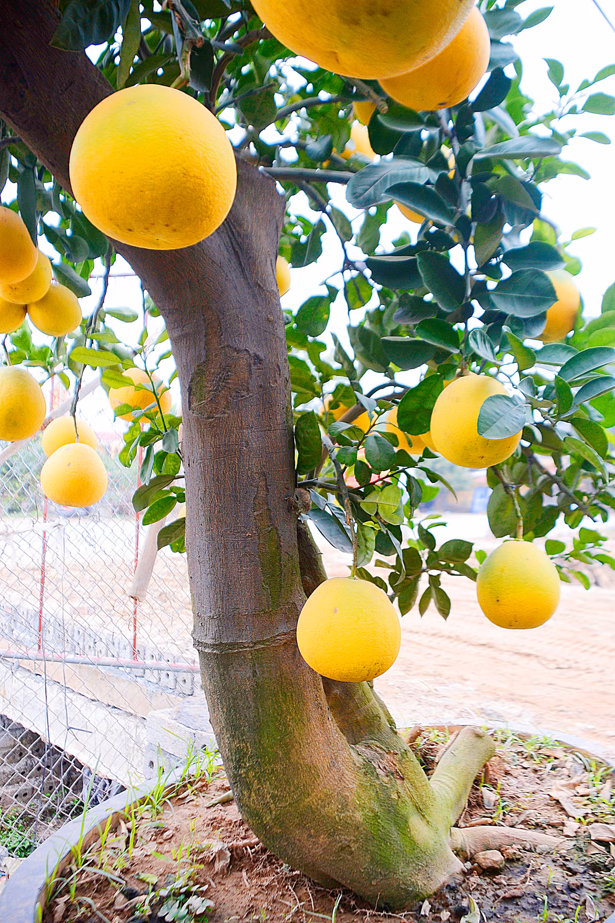 Cây bưởi diễn có dáng thế đổ rất đẹp...