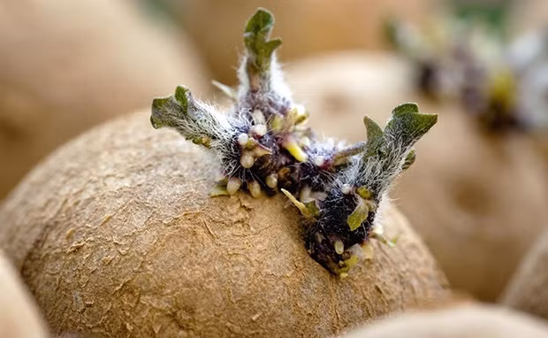 Vì vậy, người chơi không cần phải bỏ ra quá nhiều chi phí. Ảnh: blogcaycanh.vn.