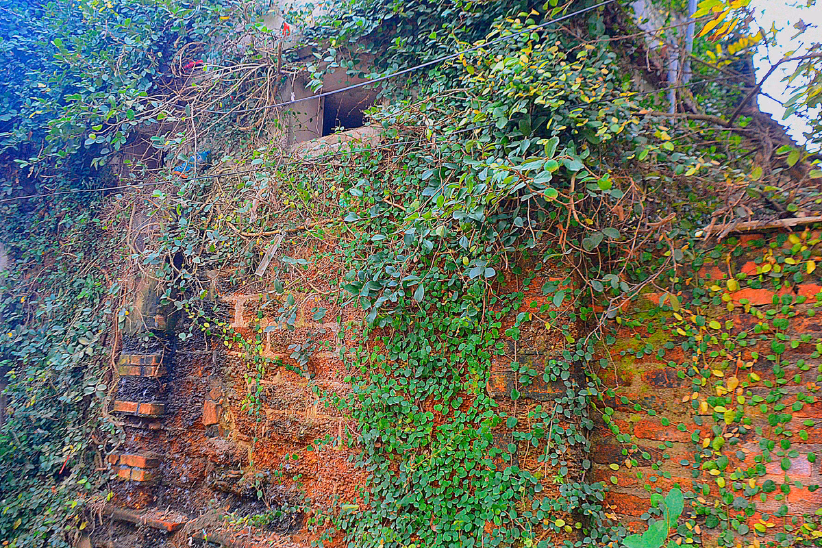 Những bức tường rào quanh nhà được bao phủ bằng một lớp cây leo chằng chịt, càng gợi vẻ huyền bí, cổ xưa.