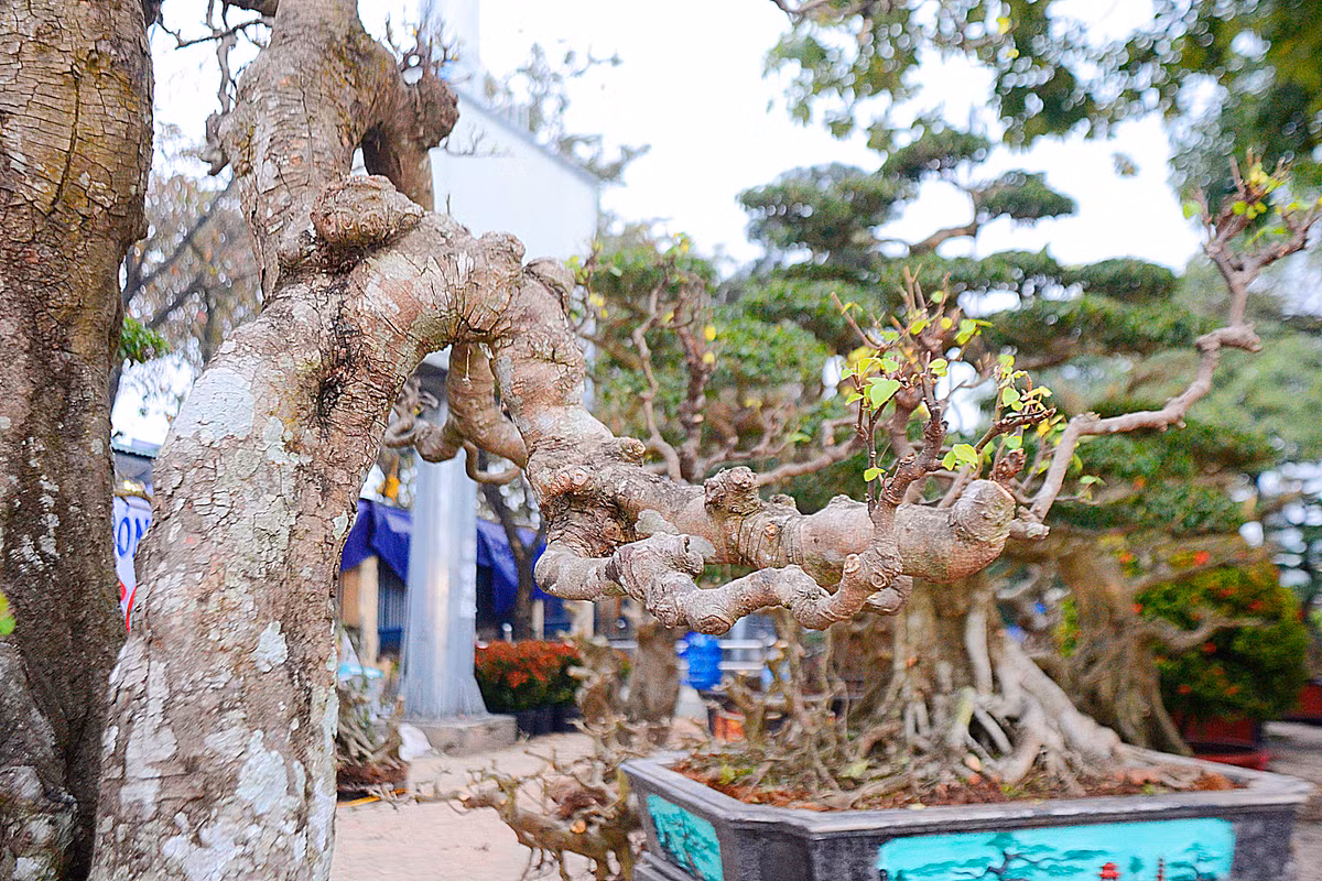 Để có cây khế dáng độc, đẹp như bây giờ, ông Hùng đã mất rất nhiều công sức chăm sóc, tạo dáng.