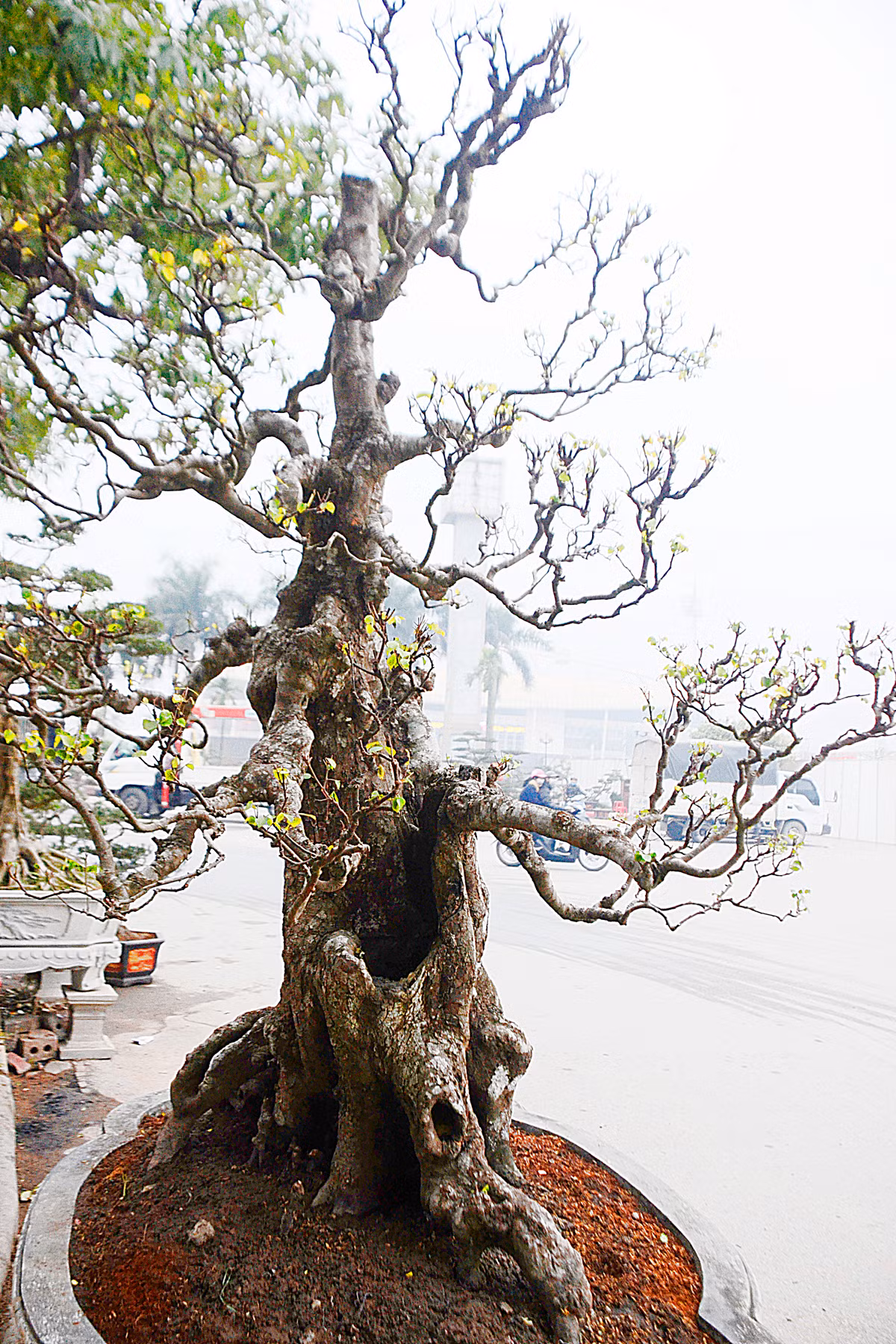 Cây khế cao hơn 3 m, tán rộng khoảng 2.5m.