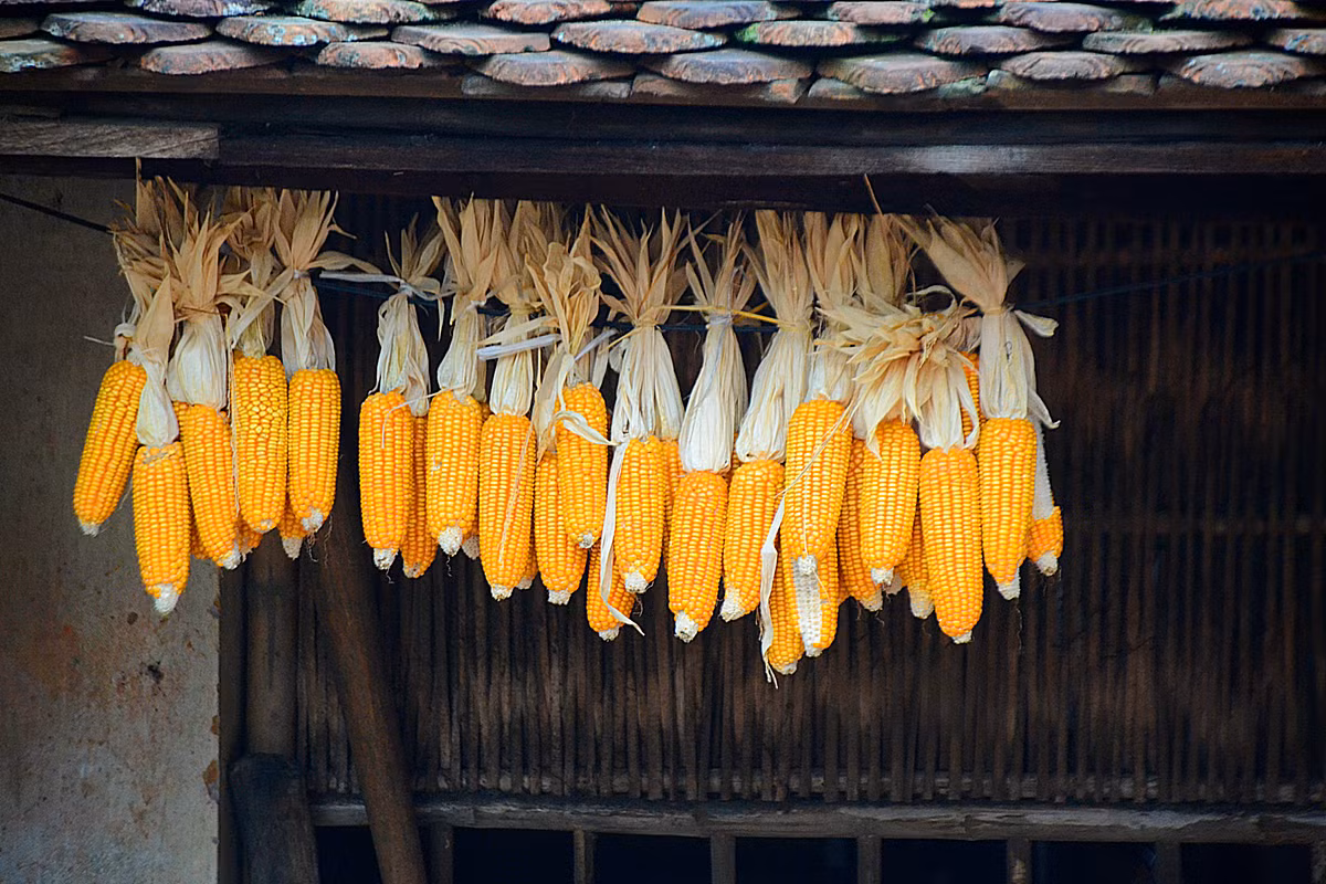 Vốn có nghề nấu tương, ông Thể dành hầu hết diện tích sân làm nơi chế biến...