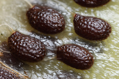 Dùng tay vò nhẹ ruột kiwi trong bát nước để tách hạt. Lọc đi lọc lại nhiều lần để thu được hạt kiwi. Ngâm hạt vào trong cốc nước ấm trong một tuần, rồi đặt hạt kiwi đã nứt lên trên khăn giấy ẩm rồi úp hộp nhựa trong lên trên, để ở chỗ có nắng. Ảnh: Fruitnet