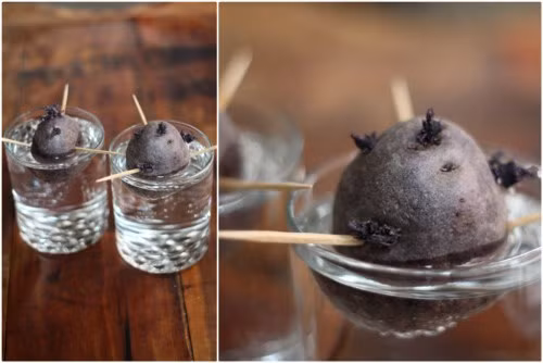 Theo đó, người chơi cần chuẩn bị một cốc nước sạch và vài củ khoai tây đã mọc mầm từ các mắt khoai. Xiên 3 – 4 cây tăm vào thịt của củ khoai, rồi thả nó vào cốc nước sao cho 1/2 thân củ khoai chìm trong nước. Ban đầu nên sử dụng nước ấm khoảng 30 – 35 độ C. Ảnh: caykieng.farmvina.com.