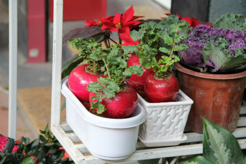 Củ cải đỏ mọc đôi đắt hơn củ cải đơn một chút. Tuy nhiên nhiều khách lại thích củ cải đơn vì hình dáng tròn trịa thể hiện được sự viên mãn.