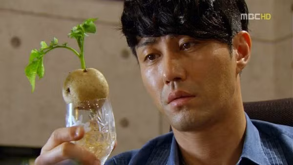 Vì cũng giống như khoai lang, rau cải chíp, hành lá…, khoai tây rất dễ phát triển. Ảnh: 2sao.vn.