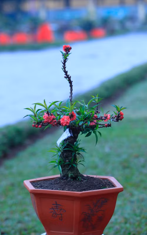 Thân cây xù xì, rêu mốc cổ kính. Ảnh: Dân Việt.