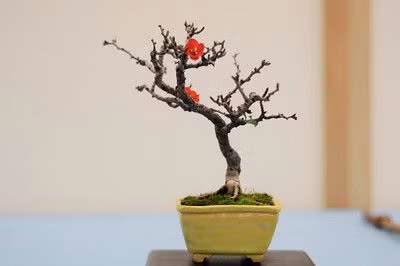 Không có vẻ khẳng khiu, góc cạnh như các loại đào khác, đào mini mang vẻ viên mãn bởi những cành đào ngắn, mập. Ảnh: bonsaitonight.com