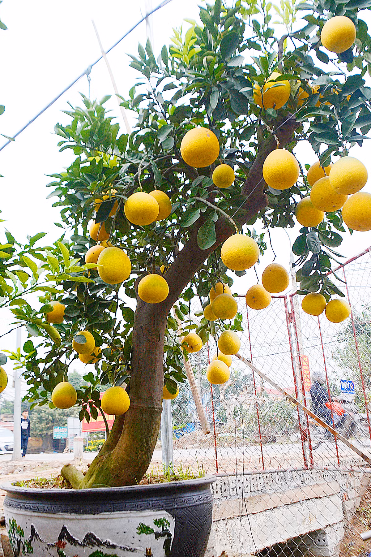 Những cây bưởi cảnh này có nguồn gốc là bưởi diễn cổ thụ.