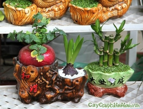 Vừa làm cây cảnh trưng bày... Ảnh: caycnhhanoi.vn.