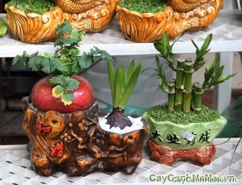 Vừa làm cây cảnh trưng bày... Ảnh: caycnhhanoi.vn.