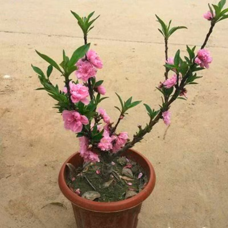 Ban đêm toả hương thơm thoang thoảng mà giống đào khác không có được. Ảnh: FB Tình Yêu Đến Muộn‎.