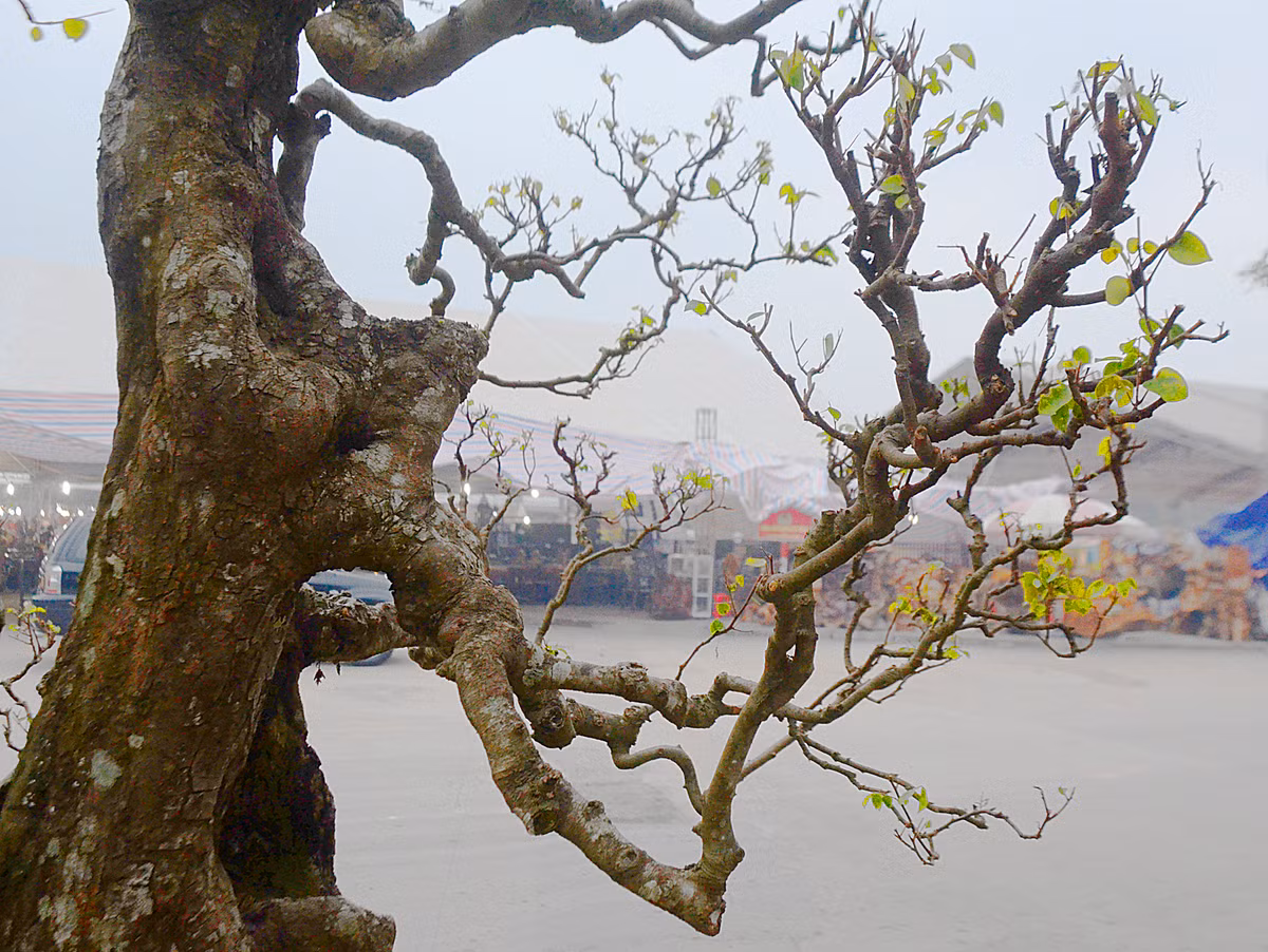 Trên thân có nhiều vết u cổ kính...