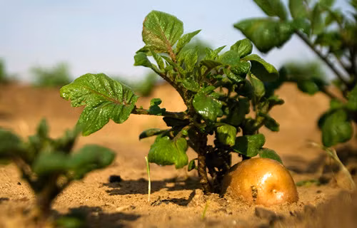 Khi cây non cao được 25 – 30 cm thì đem trồng trong các chậu cảnh.