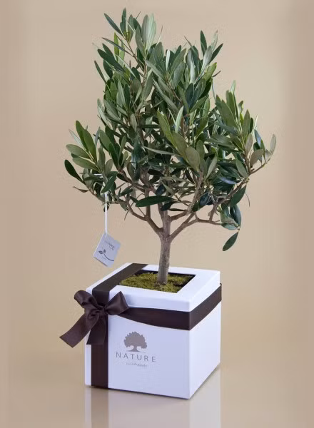 Cây ô liu bonsai được cho rằng mang một ý nghĩa về mặt phong thủy, thể hiện sự sum suê, trù phú, ấm no. Ảnh: bomboniereroccaro.com.